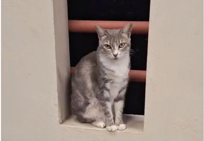 Colonel