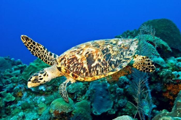 Une demie-tonne d'écailles de tortues marines saisie