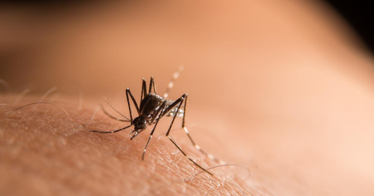 A La Réunion, trois nouveaux décès imputés au chikungunya, 15 morts au total